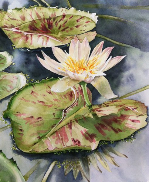 Гольбейн кувшинки