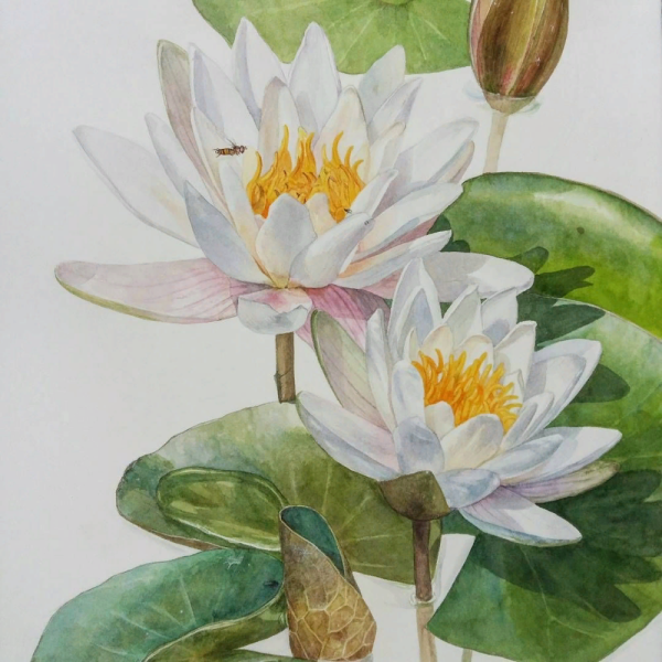 Кувшинка белая (Nymphaea Alba)