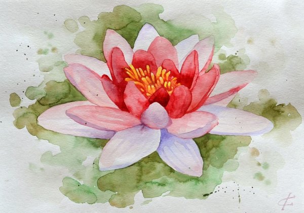 Кувшинки акварелью