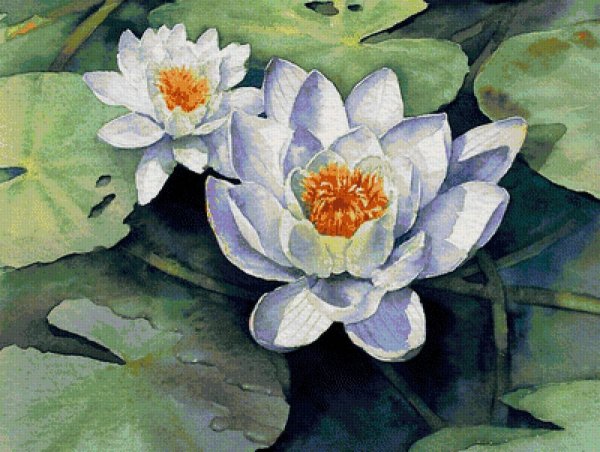 Энн Мортимер акварель