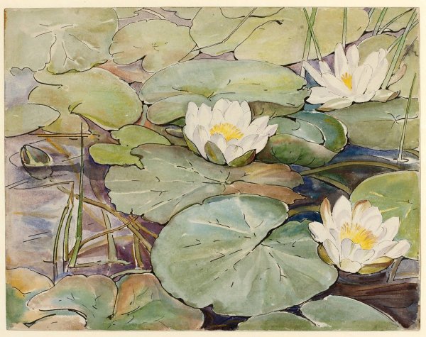 Беатрис Поттер кувшинки