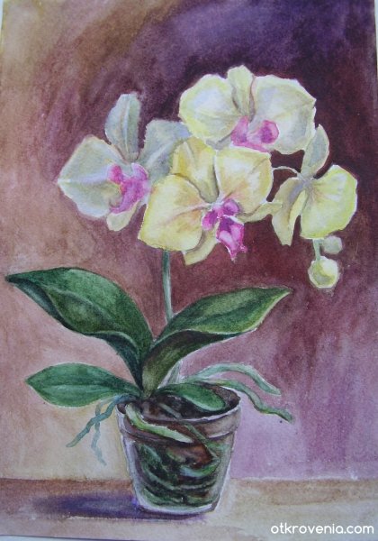 Орхидея акварель