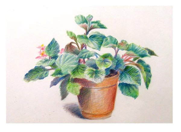 Бегония Bumblebee