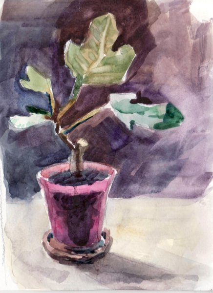 Этюд комнатных растений акварелью