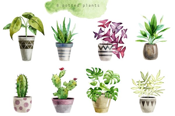 Комнатные растения акварелью