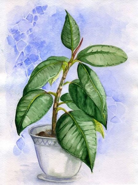 Этюд комнатного растения