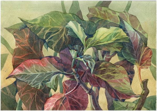 Комнатные растения акварелью