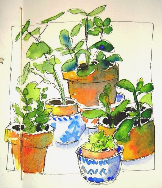 Рисование комнатыхцветов