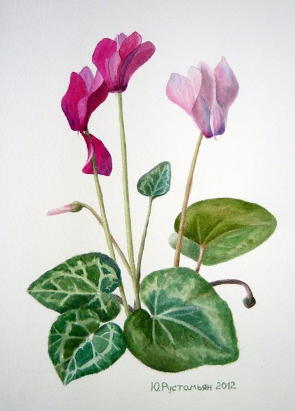 Цикламен строение