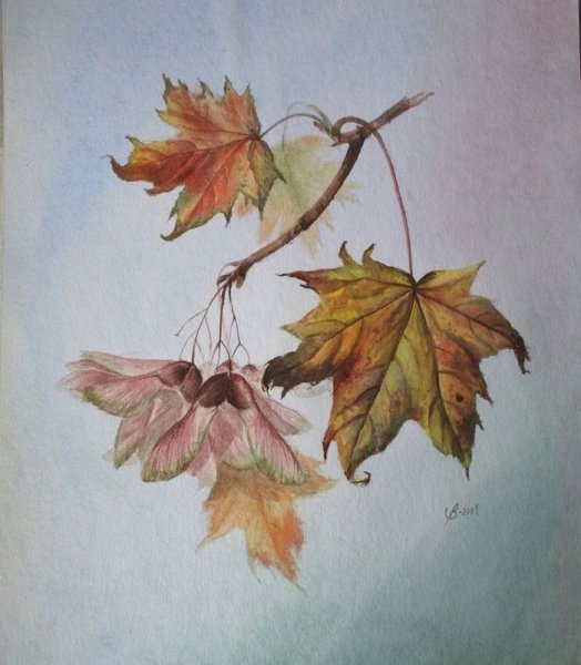 Ветка клена акварелью