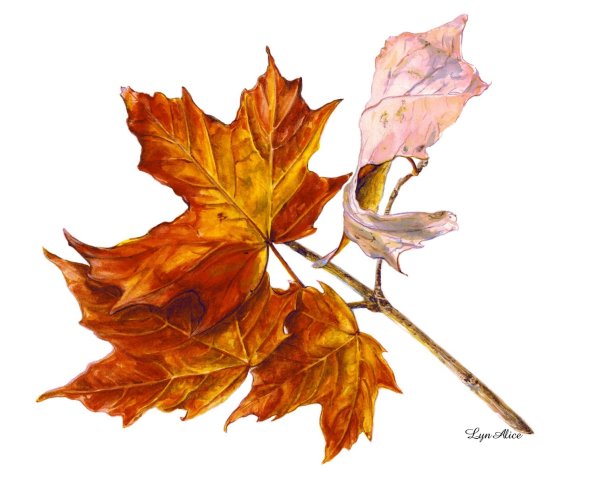 Кленовая ветка акварелью