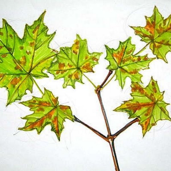 Ветка с кленовыми листьями рисунок