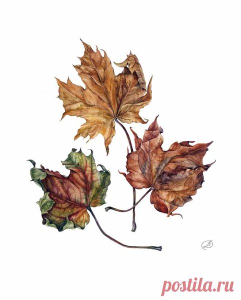 Сухие листья акварелью