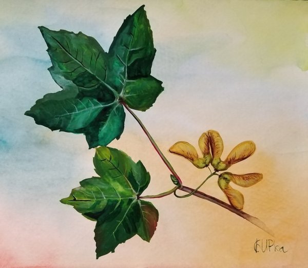 Семена клена акварелью