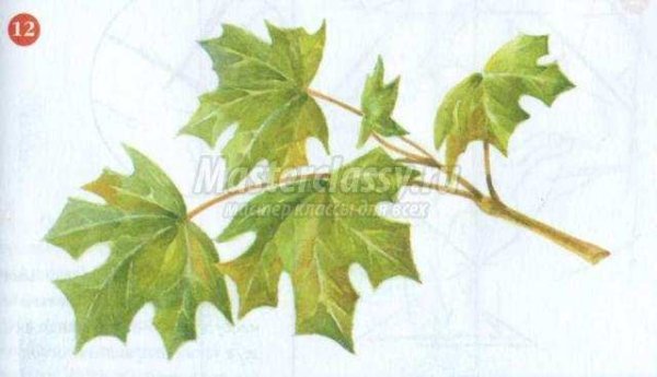 Ветка с 5 кленовыми листочками