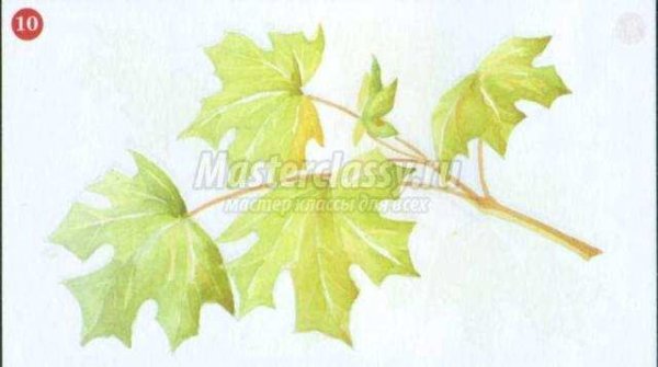 Нарисовать ветку клена