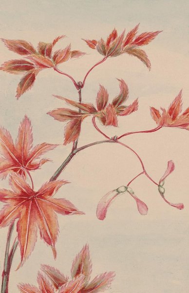 Осенние листья рисунок