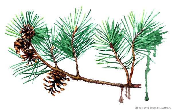 Ветка сосны гуашь
