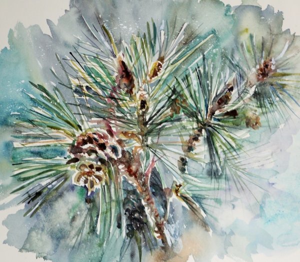 Сосновая ветка акварель