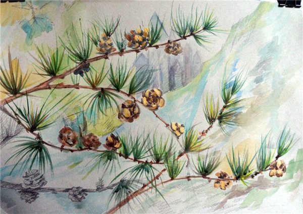 Ветка сосны акварель
