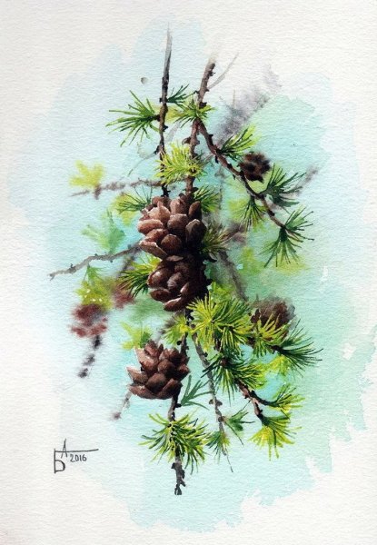 Шишки акварель