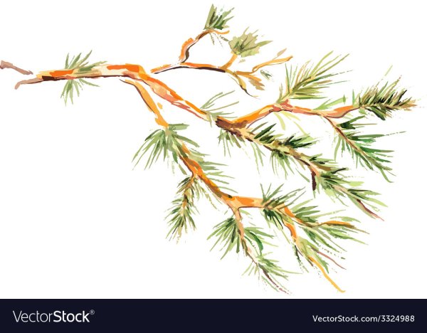 Ветка сосны акварель