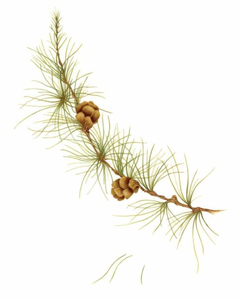 Сосновая ветка