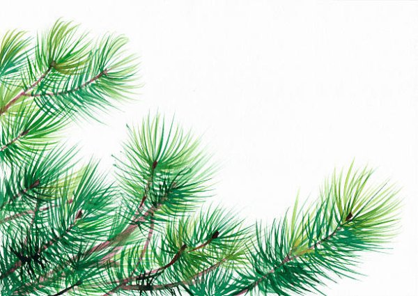 Еловая ветка акварель