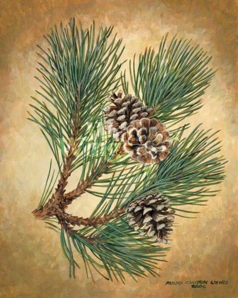 Веточка сосны с шишками