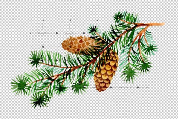 Шишка на ветке