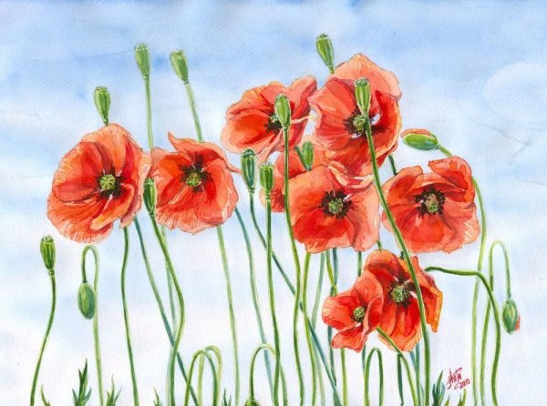 Мак акварель