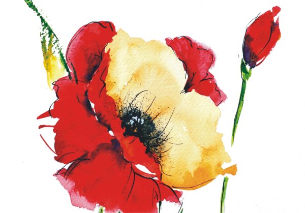 Маки акварель на белом фоне