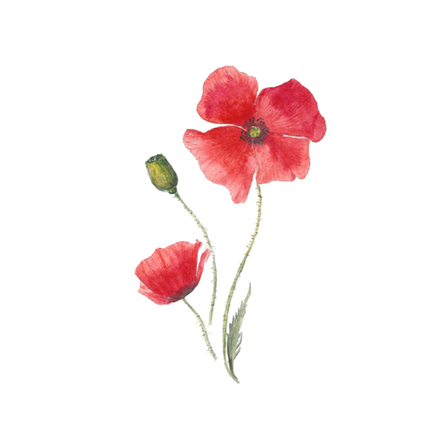 Маки акварель на прозрачном фоне