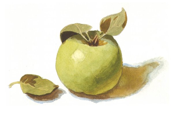 Акварели Сергея Андрияки яблоки