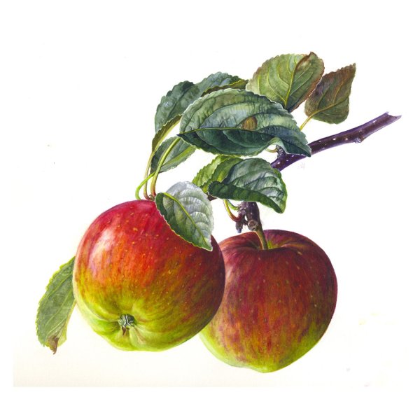 Яблоки Рози Сандерс акварель