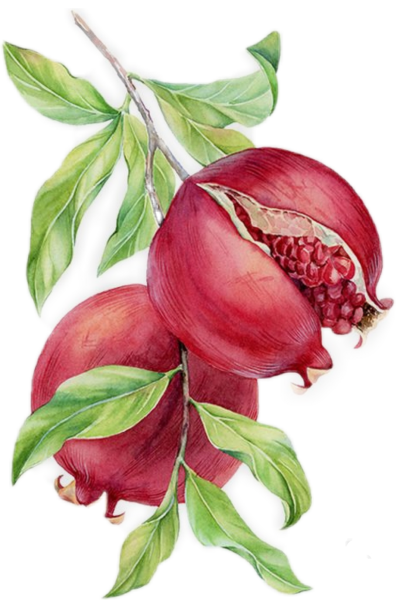 Ботаническая живопись акварелью гранат