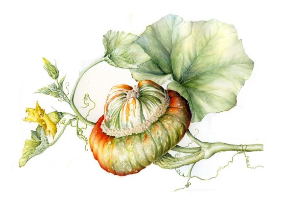 Тыква Ботаническая иллюстрация