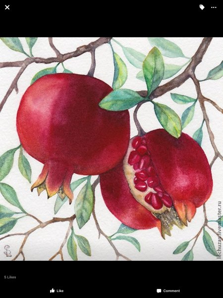 Ботаническая живопись акварелью гранат