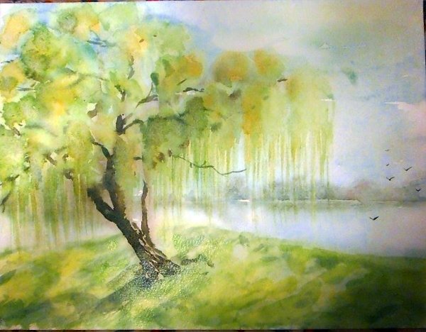 Ива акварелью