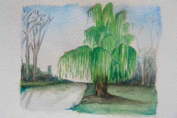 Плакучая Ива акварелью