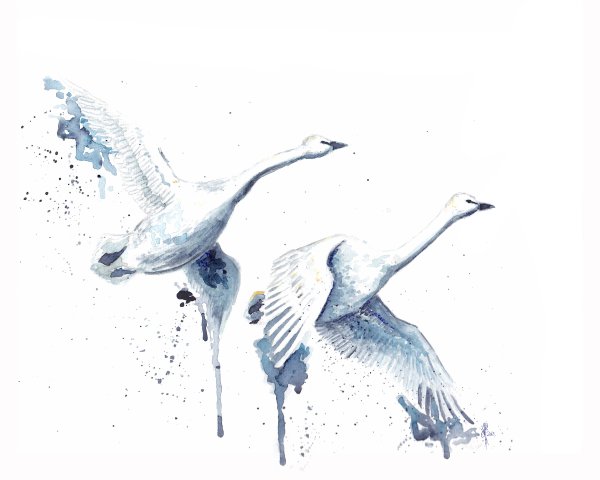 Лебедь Графика