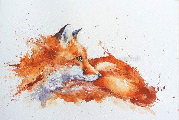 Лисы акварелью