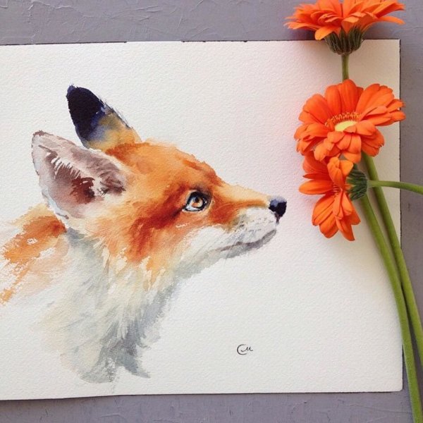 Лисица акварелью