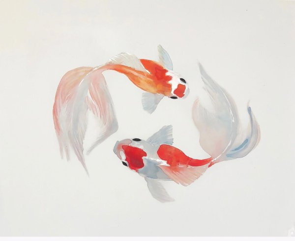 Карп кои референс