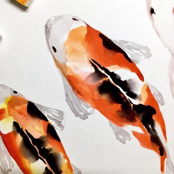 Карпы кои акварель