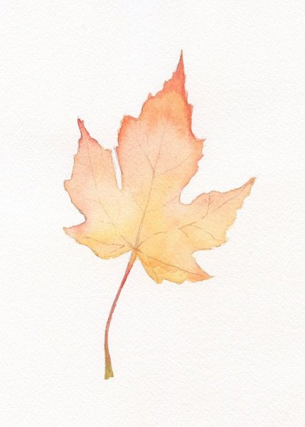 Клен акварелью