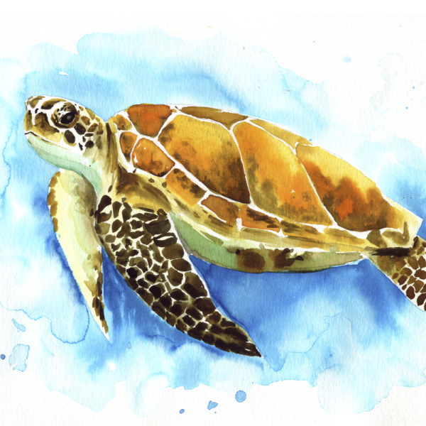 Черепаха акварелью