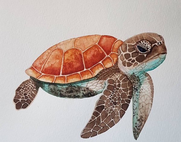 Морская черепаха акварель