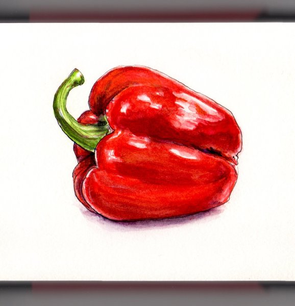 Болгарский перец акварелью