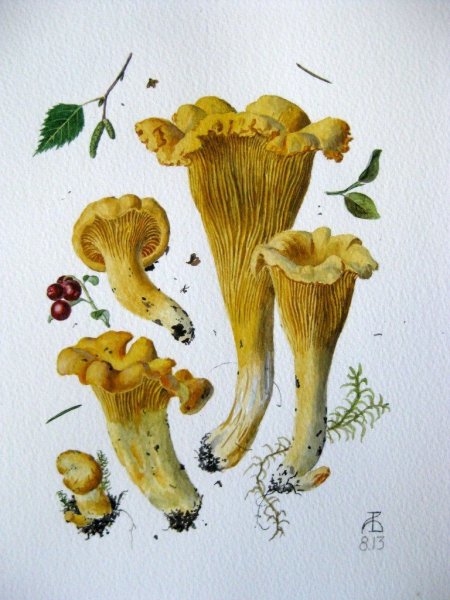 Ботаническая живопись акварелью грибы